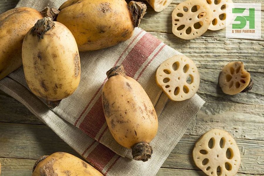 Wholesale Vietnam Organic Lotus Root In Stock Ready To Ship From 3H VietNam ( Ms.Nancy +84 981 859 069)