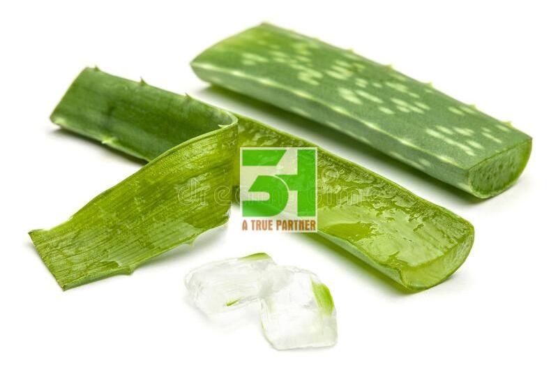 THE FINEST QUALITY Aloe Vera Jelly Viet Nam 100% Natural Contact  Ms.Nancy +84 981 85 90 69