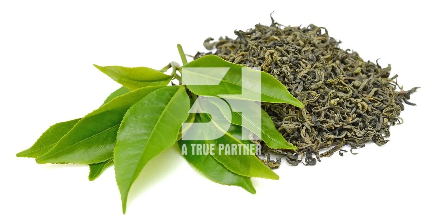 Best Price Organic Dried Green Tea Leaves from Vietnam with Ready to Ship (Ms. Nancy - +84981859069)