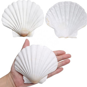 Made completely of natural seashells from scallops in Vietnam, ready for shipment at a reasonable cost