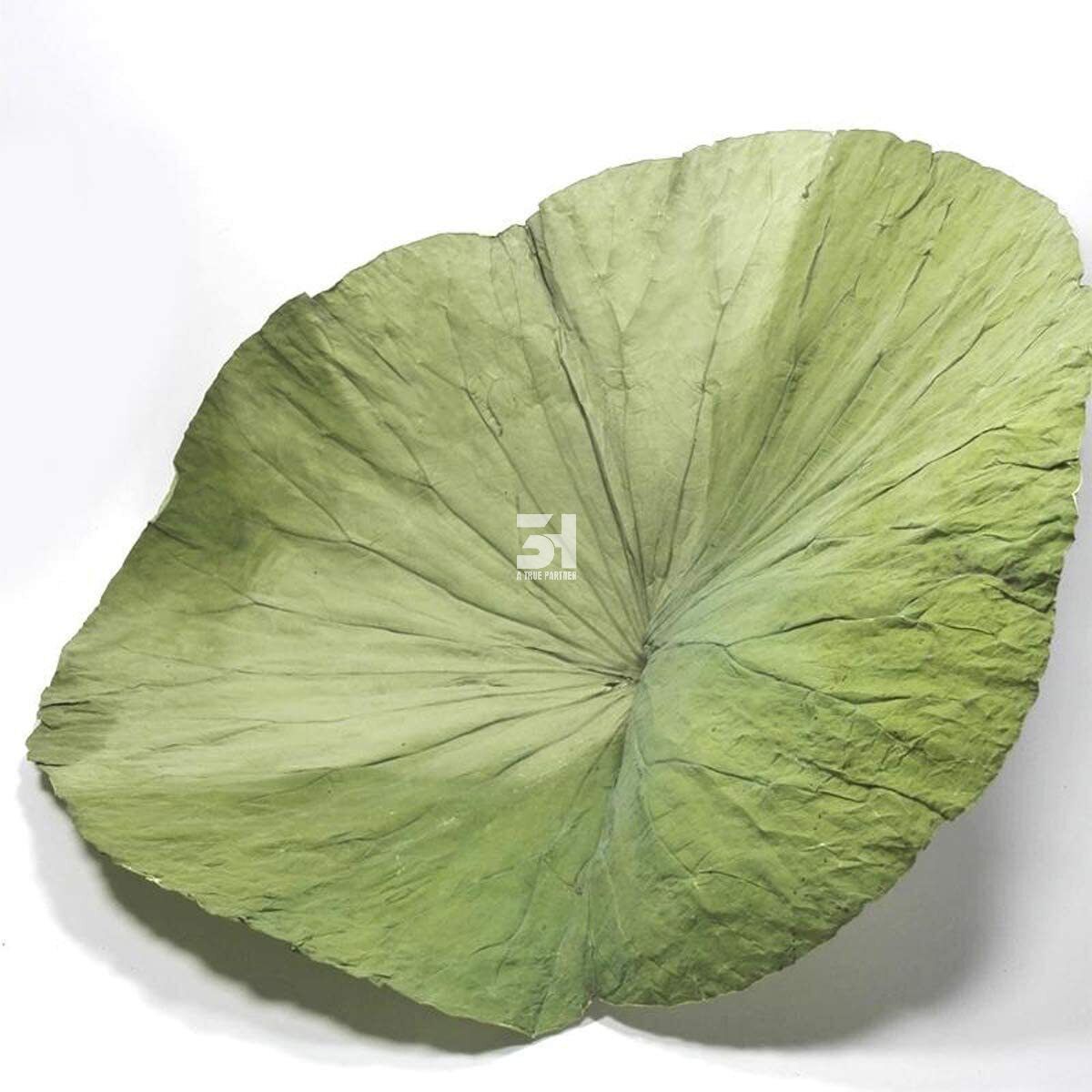 Wholesale Competitive Price Dried Lotus Leaves in Bulk from Vietnam (Ms. Nancy - +84981859069)