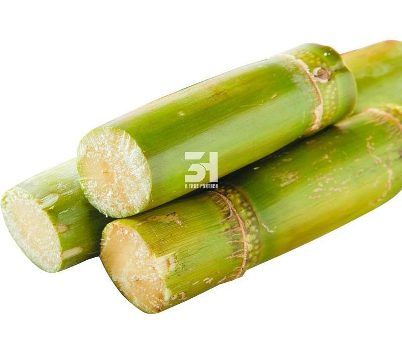 Fresh Frozen Sugar Cane Export Good Price And Best Quality From Viet Nam Ready To Ship