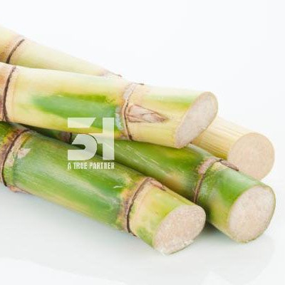 Fresh Frozen Sugar Cane Export Good Price And Best Quality From Viet Nam Ready To Ship