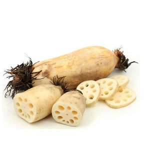 Wholesale Vietnam Organic Lotus Root In Stock Ready To Ship From 3H VietNam ( Ms.Nancy +84 981 859 069)