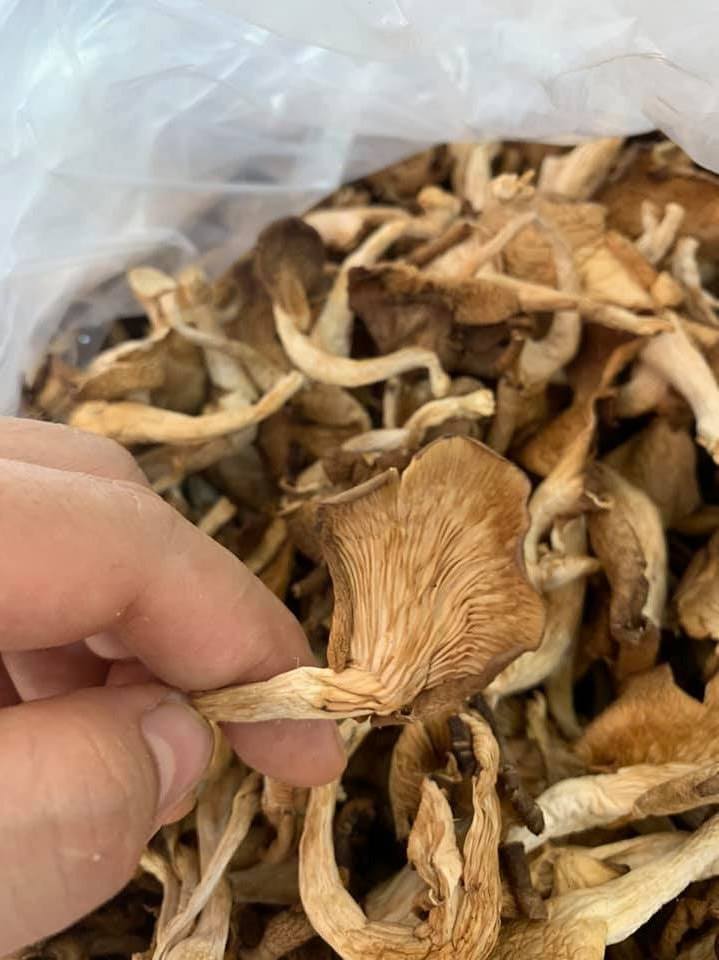 Best price dried oyster mushroom/abalone mushrooms for wholesale