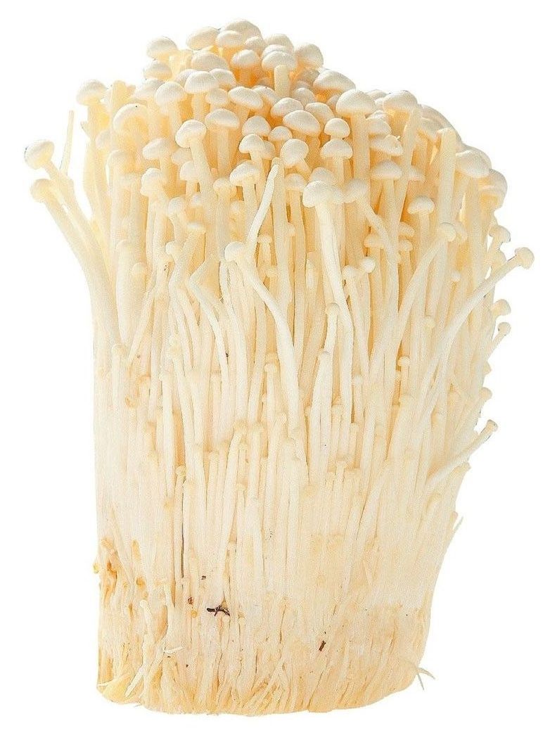 FRESH ENOKI MUSHROOM BY MANUFACTURE FROM VIETNAM