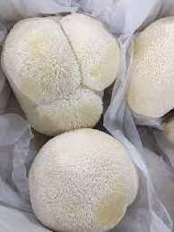 Pure natural Hericium fungus erinaceus mushroom whole dried lion mane mushroom Akina