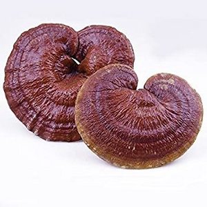 Dried slice red reishi ganoderma mushroom with lowest price and highest quality in bulk