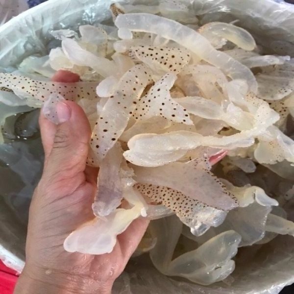 Salted Jellyfish Leg Scyphozoa Salted Jellyfish Shreds soak in large jars for 3-4 weeks no adjuvant and chemical