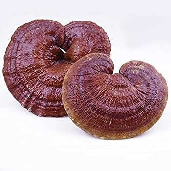 Fresh red reishi mushroom organic best price from Vietnam