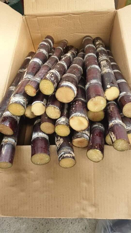 Exporting Frozen Sugar Cane From Vietnam Peeled frozen sugarcane new product AKINA