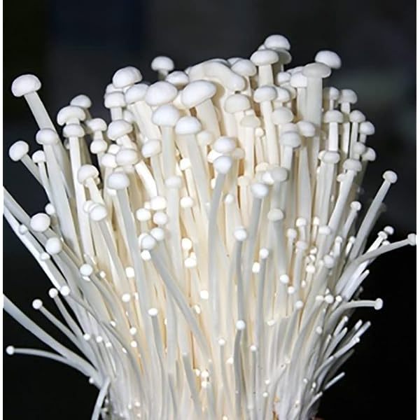 TOP EXPORT 2024 ENOKI MUSHROOM WITH REASONABLE PRICE FROM THE BEST SUPPLIER IN VIET NAM