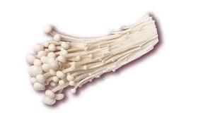 TOP EXPORT 2024 ENOKI MUSHROOM WITH REASONABLE PRICE FROM THE BEST SUPPLIER IN VIET NAM