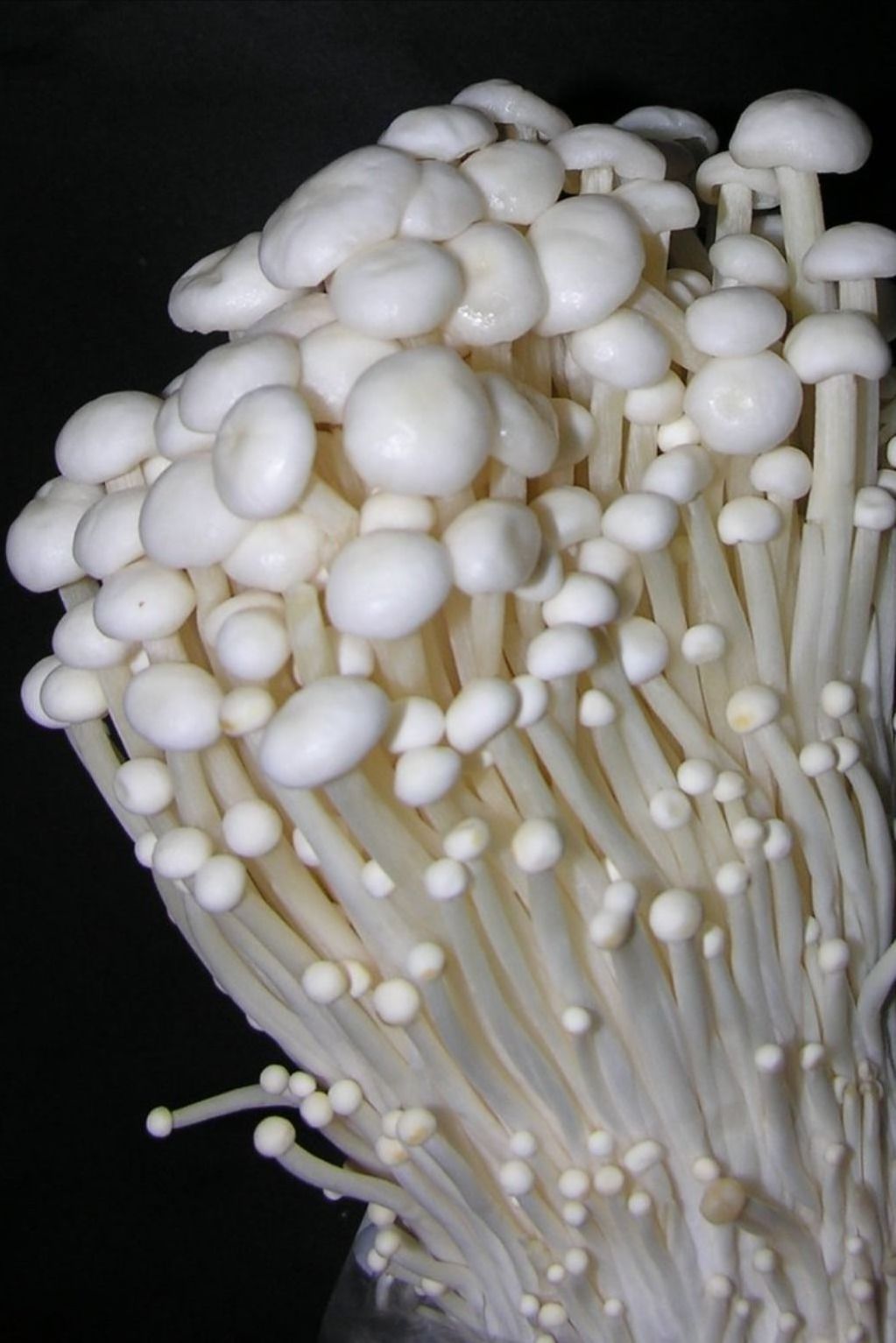 HOT 2024 ENOKI MUSHROOM DELICIOUS REASONABLE PRICE AND GOOD QUALITY