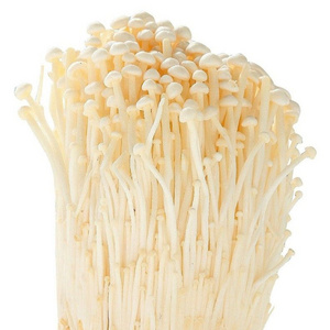 ENOKI MUSHROOM HIGH QUALITY AND BEST PRICE FROM VIETNAM