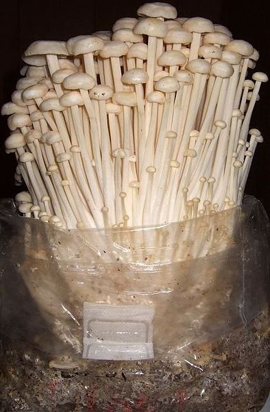 ENOKI MUSHROOM HIGH QUALITY AND BEST PRICE FROM VIETNAM