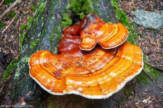 Fresh red reishi mushroom organic best price from Vietnam