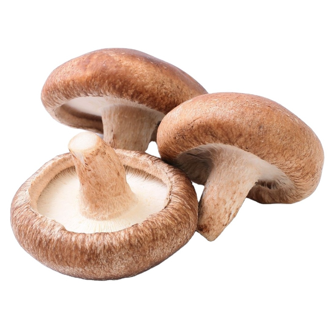 THE BEST SELLER DRIED STEM SHIITAKE MUSHROOM IN BULK WITH GOOD PRICE AND HIGH QUALITY