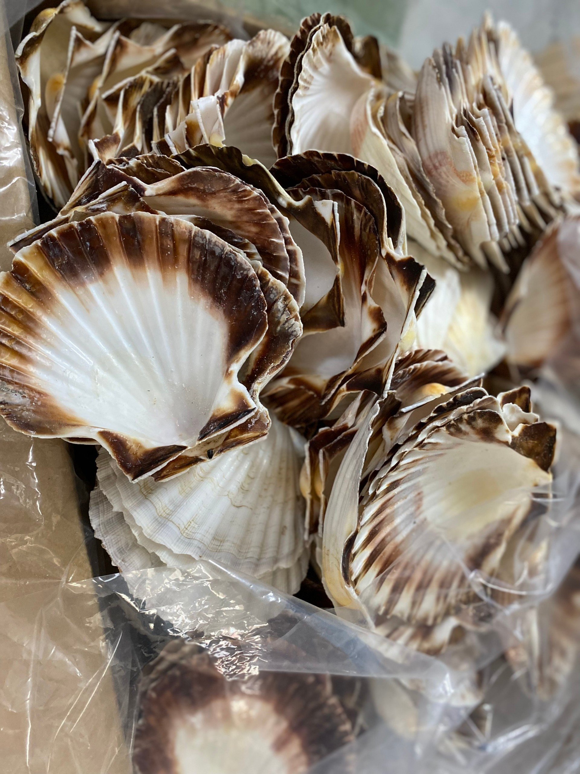 Home and Foods Decoration Craft Seashell Polished Natural Sea Shell made in Vietnam OEM packing/Ms.Thi +84 988 872 713