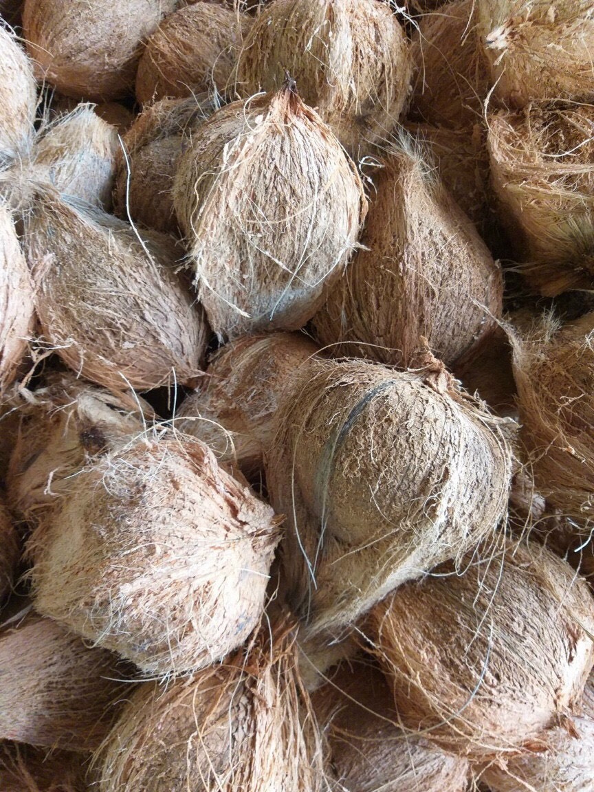 Vietnam semi huck dried coconut mature coconut fully husk coconut cheap price Akina