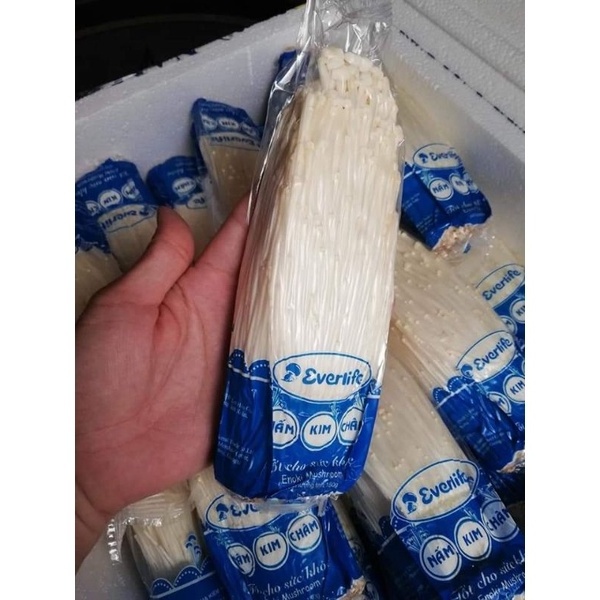 ENOKI MUSHROOM SUPPLIER HOT SELLER GOOD PRICE AND HIGH QUALITY FROM VIET NAM