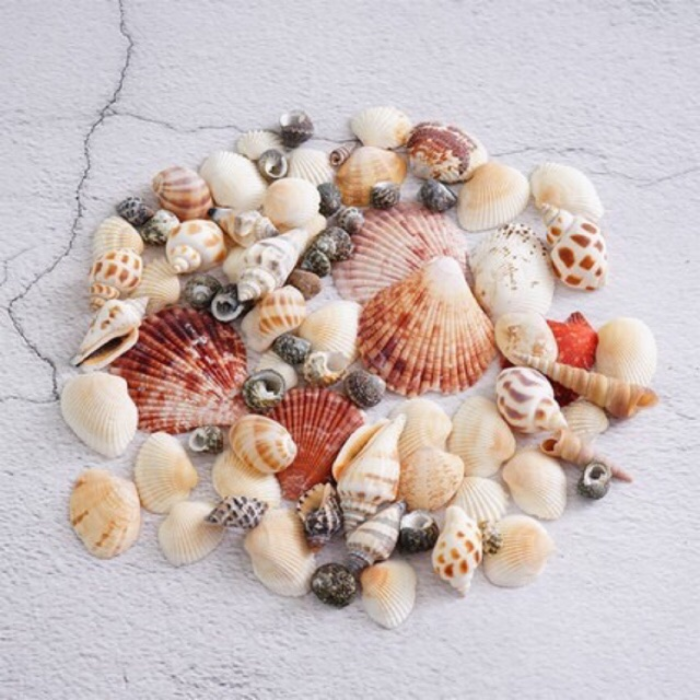 Home and Foods Decoration Craft Seashell Polished Natural Sea Shell