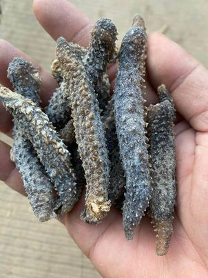 Factory price high grade dried sea cucumber Curry Fish Dry Sea Cucumber natural