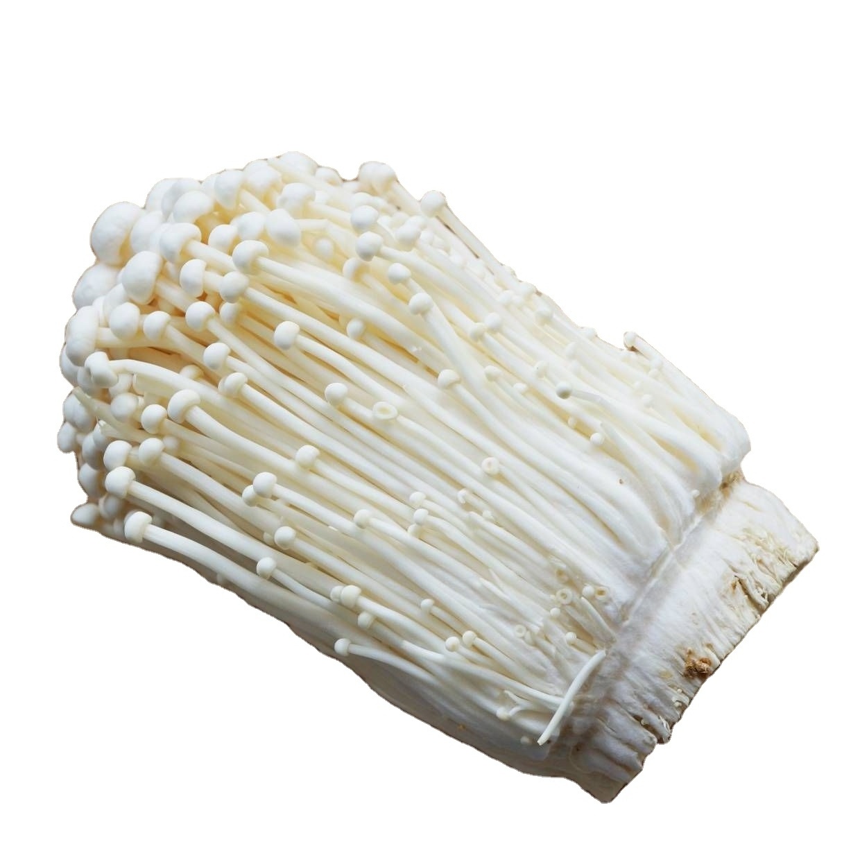 FRESH ENOKI MUSHROOM CULTIVATE FROM VIETNAM REASONABLE PRICE AND THE BEST PRICE