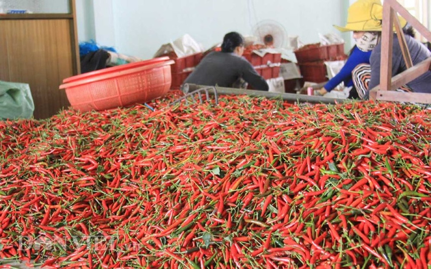 High Quality 100% Natural - Cheap Price Fresh Red Chili - Hot Selling From Vietnam 2023