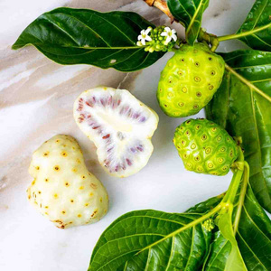 Frozen Dried Noni from fresh noni Brown to Dark Brown Strengthens the natural resistance  Stimulates the activity of muscle