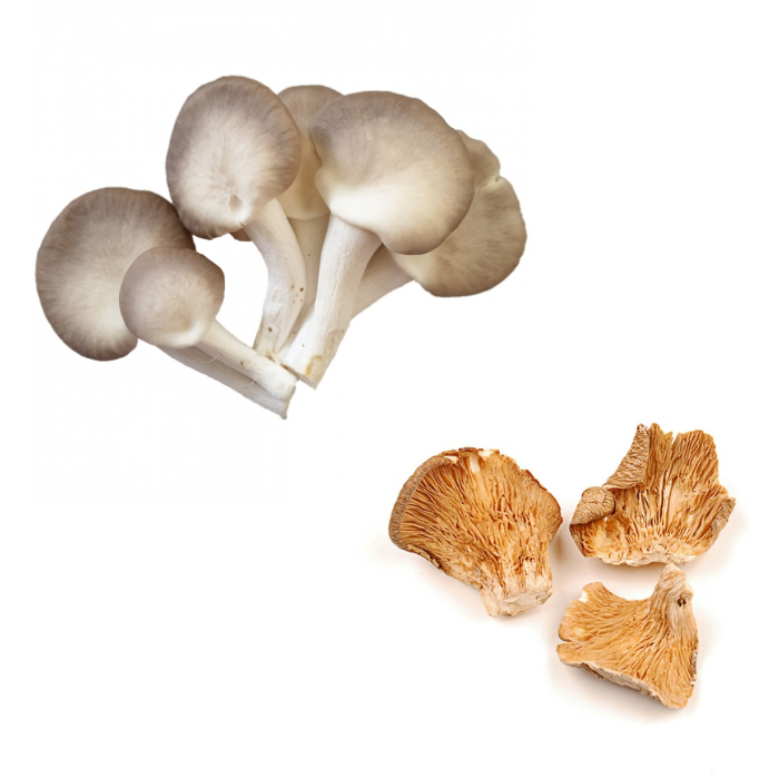 Best price dried oyster mushroom/abalone mushrooms for wholesale