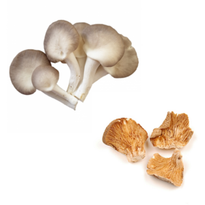 Best price dried oyster mushroom/abalone mushrooms for wholesale