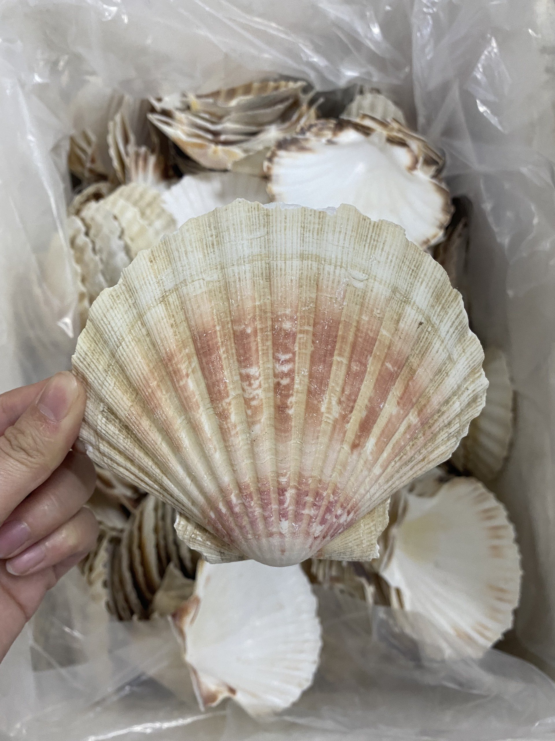 Home and Foods Decoration Craft Seashell Polished Natural Sea Shell made in Vietnam OEM packing/Ms.Thi +84 988 872 713