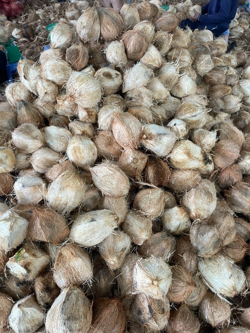 Vietnam semi huck dried coconut mature coconut fully husk coconut cheap price Akina