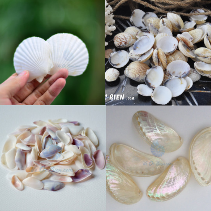 Wholesale Large natural craft Seashell/ Scallop Seashell For Home Decoration in bulk Origin Vietnam with best price