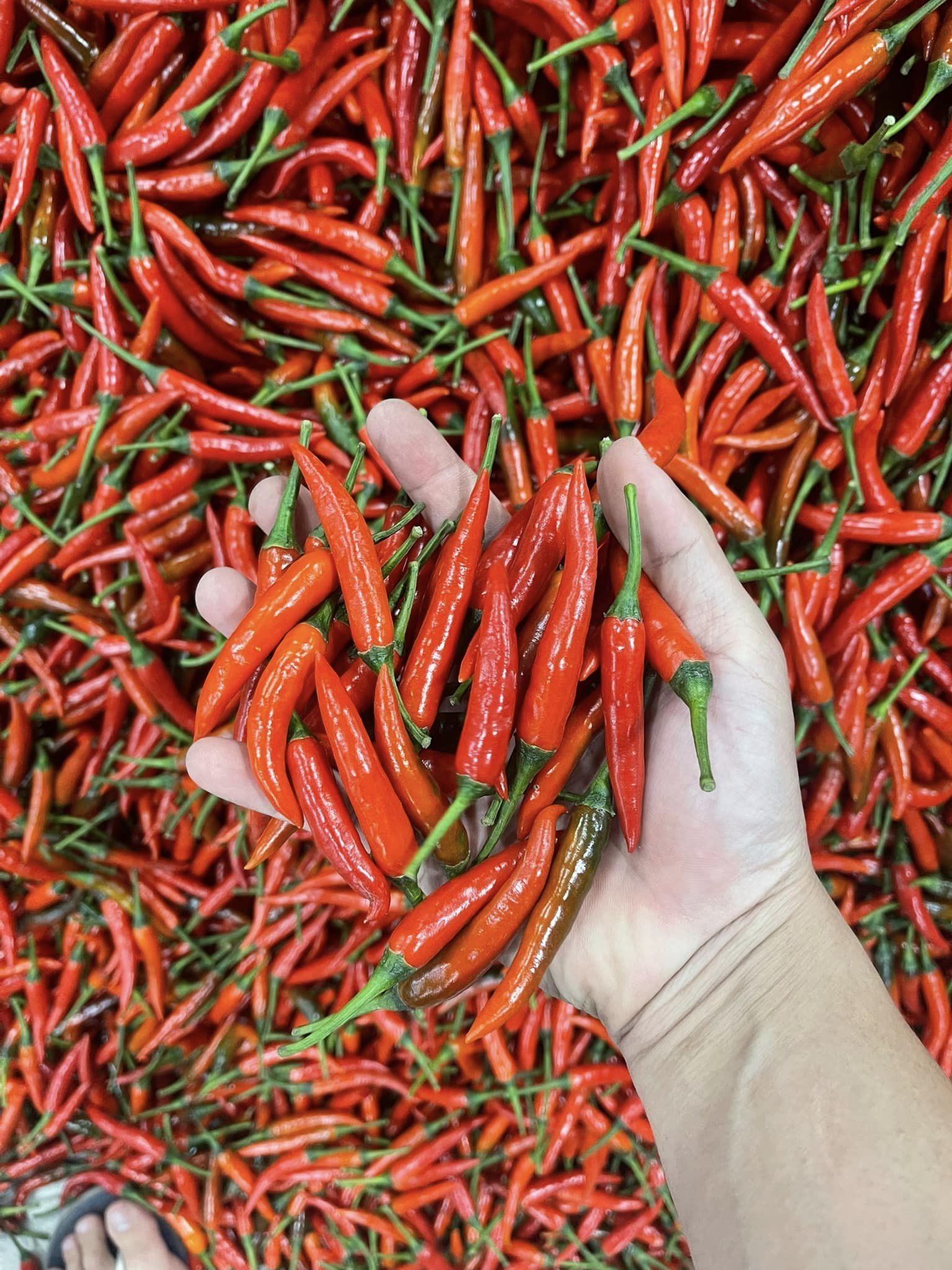 High Quality 100% Natural - Cheap Price Fresh Red Chili - Hot Selling From Vietnam 2023