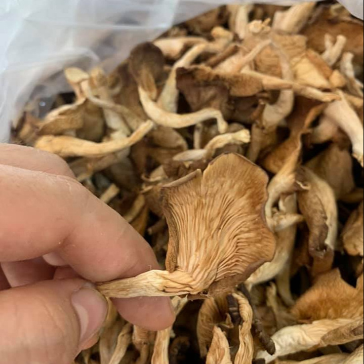 Wholesale Good Price Raw origin dehydrated white oyster mushroom for food