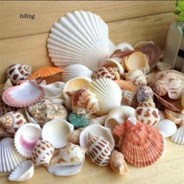 Wholesale Large natural craft Seashell/ Scallop Seashell For Home Decoration in bulk Origin Vietnam with best price