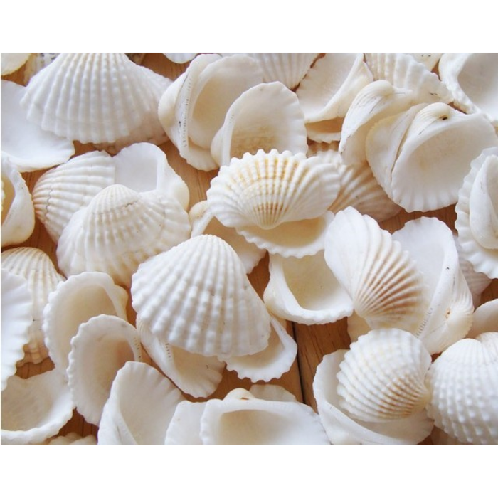 Home and Foods Decoration Craft Seashell Polished Natural Sea Shell