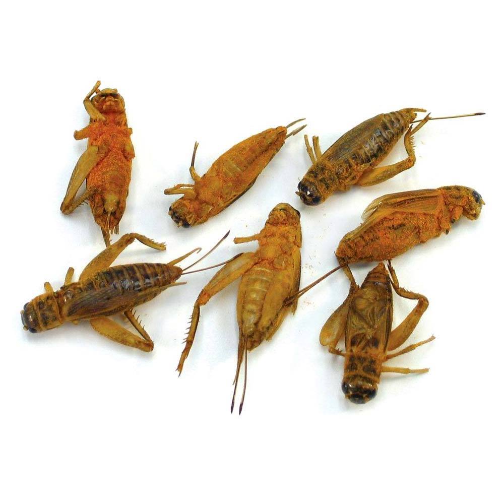 Best selling dried crickets clean heat treated and slowly dried good exercise for animal teeth and jaws packed in 1kg bag