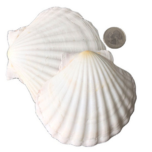 Wholesale Large natural craft Seashell/ Scallop Seashell For Home Decoration in bulk Origin Vietnam with best price