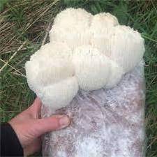 Pure natural Hericium fungus erinaceus mushroom whole dried lion mane mushroom Akina