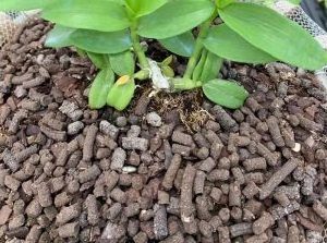 bat droppings granular 2~4mm high phosphorous fertilizer bat droppings high phosphorous fertilizer