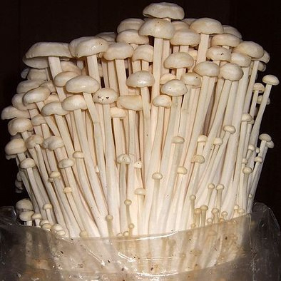 FRESH ENOKI MUSHROOM BY MANUFACTURE FROM VIETNAM