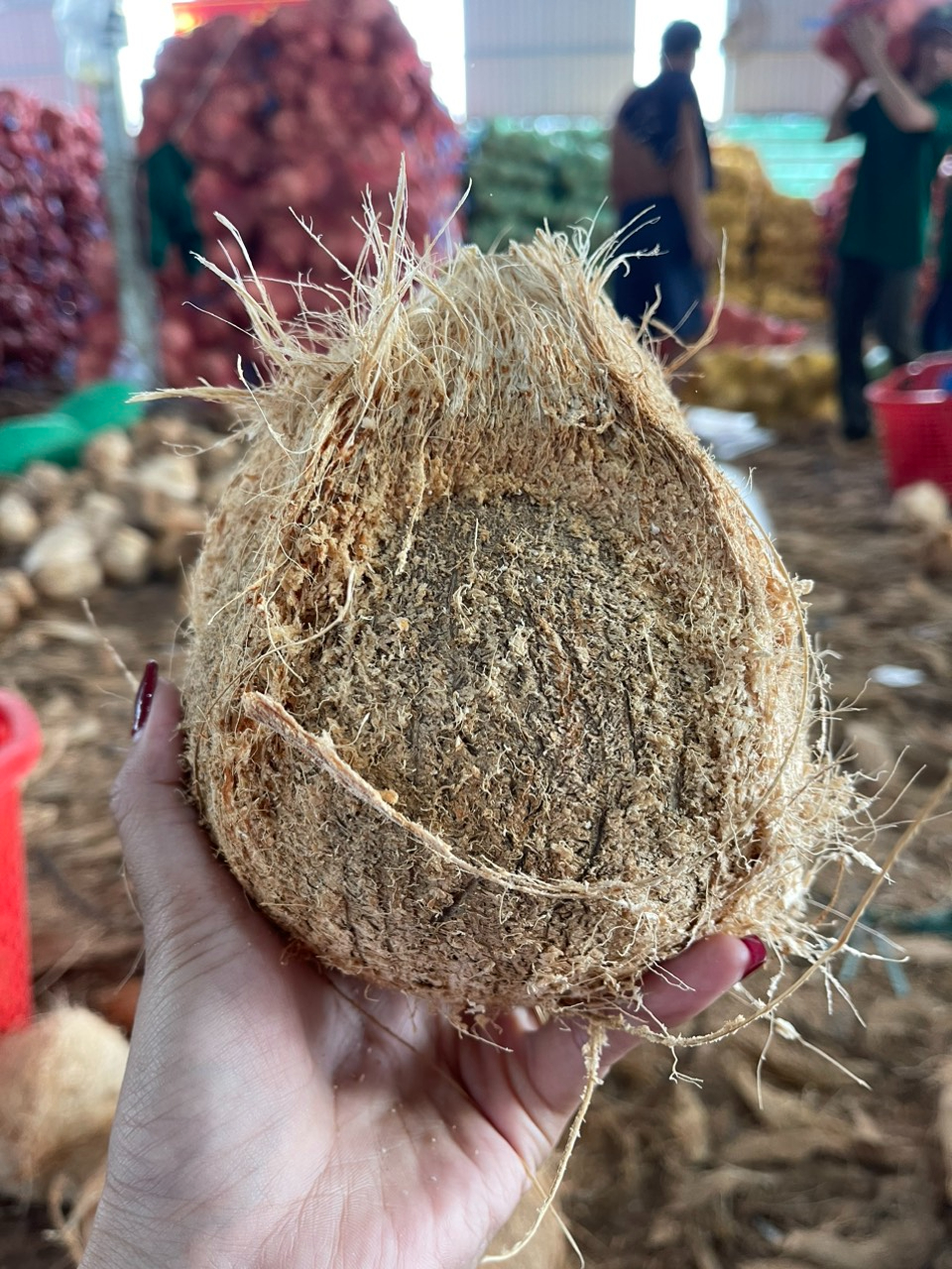 Vietnam semi huck dried coconut mature coconut fully husk coconut cheap price Akina