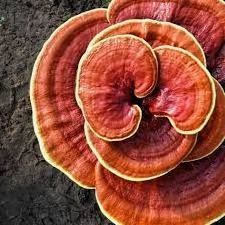 Fresh red reishi mushroom organic best price from Vietnam