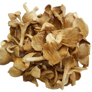 Dried organic Abalone mushroom delicious taste premium quality origin from Vietnam