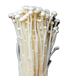 HOT 2024 ENOKI MUSHROOM DELICIOUS REASONABLE PRICE AND GOOD QUALITY