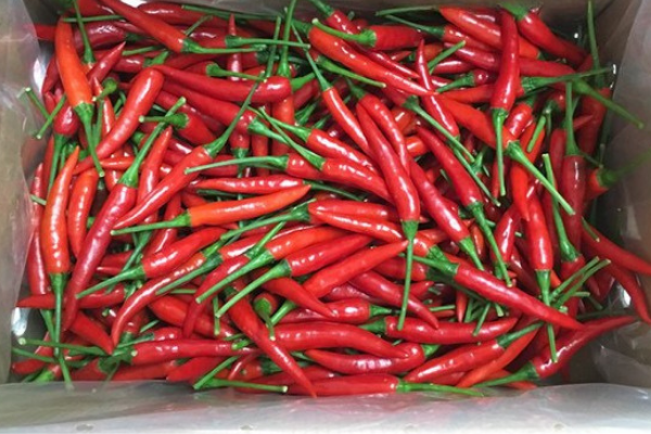 High Quality 100% Natural - Cheap Price Fresh Red Chili - Hot Selling From Vietnam 2023