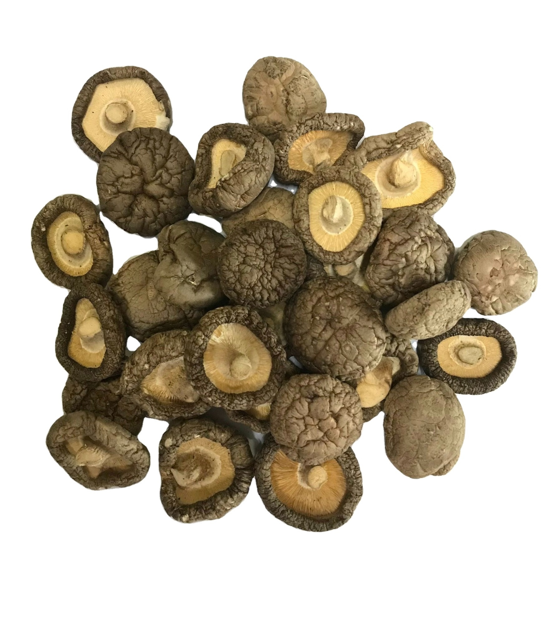 HIGH QUALITY MUSHROOM FROM VIETNAM DELICIOUS NATURAL COLOR